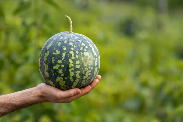 Man\'s hand taps on watermelon - checking ripeness by sound. Citrullus lanatus.  checking holding small fresh Sweet delicious fruit.