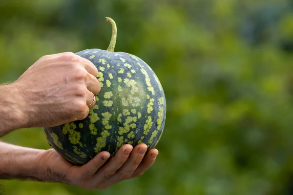 Man\'s hand taps on watermelon - checking ripeness by sound. Citrullus lanatus.  checking holding small fresh Sweet delicious fruit.