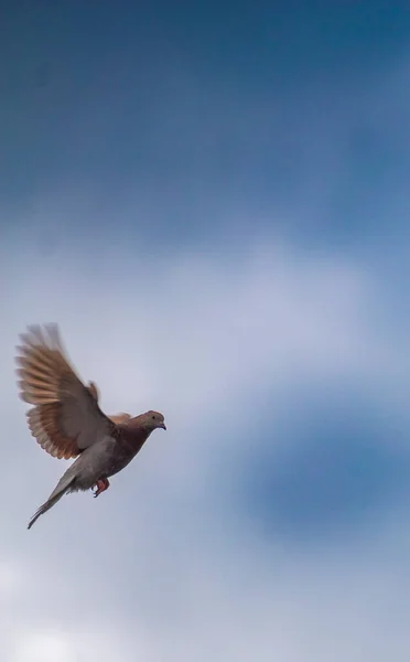 White Dove Sky Homing Pigeon Bird Flying Fand Perching Home — Stock Fotó