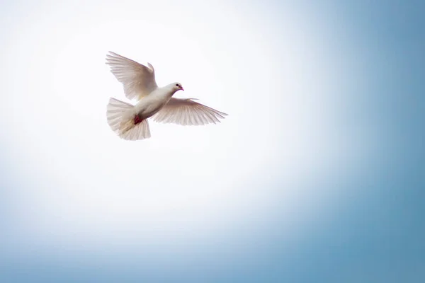 Λευκό Περιστέρι Στον Ουρανό Homing Πουλί Περιστέρι Που Φέρουν Fand — Φωτογραφία Αρχείου
