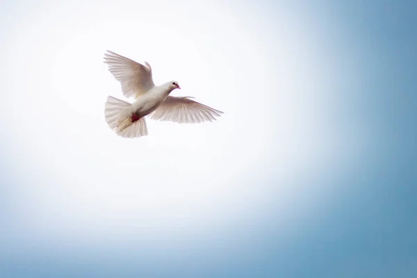 White Dove Sky Homing Pigeon Bird Flying Fand Perching Home — Stockfoto