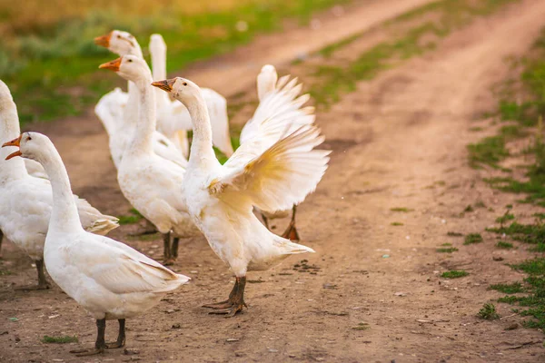 Geese in the grass, domestic bird, flock of geese. Flock of domestic geese. Summer green rural farm landscape gaggle.