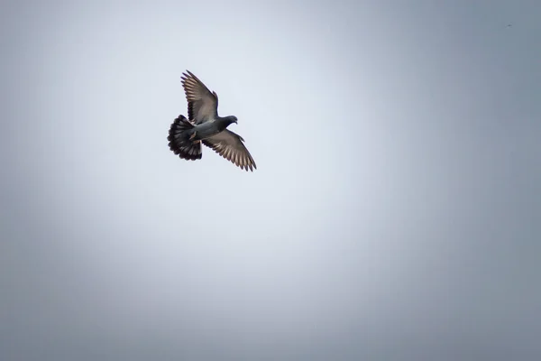 White Dove Sky Homing Pigeon Bird Flying Fand Perching Home — Foto de Stock