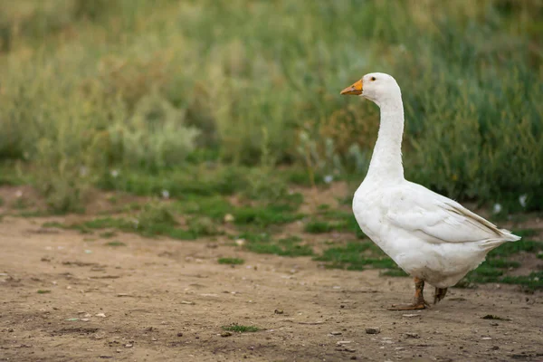 Geese in the grass, domestic bird, flock of geese. Flock of domestic geese. Summer green rural farm landscape gaggle.