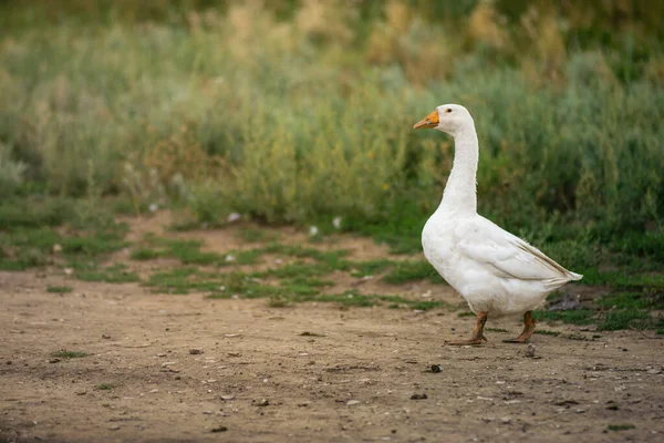 Geese Grass Domestic Bird Flock Geese Flock Domestic Geese Summer — Stockfoto
