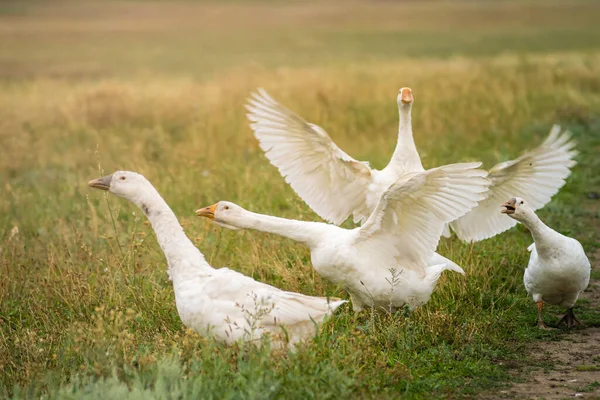 Geese Grass Domestic Bird Flock Geese Flock Domestic Geese Summer — Stock Fotó