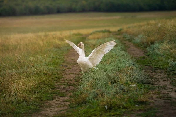 Geese Grass Domestic Bird Flock Geese Flock Domestic Geese Summer — Stock Fotó