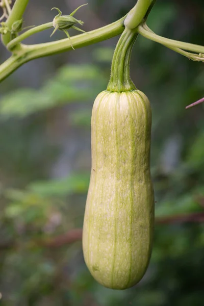 the hanging green zucchini garden plant