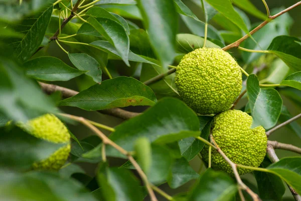 Maclura pomifera fruit or Adam apple growing on tree. Mulberry family (Moraceae) used in alternative medicine joints sciatica.osage orange, horse apple tree copy space