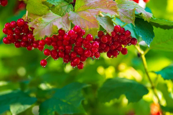 Close-up beautiful red fruits viburnum vulgaris. Guelder rose (viburnum opulus) berries leaves summer outdoors. Red viburnum berries on a branch in the garden. guelder rose