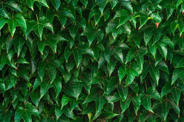 Background Textured Wall Climbing Plant Parthenocissus Tricuspidata Boston Ivy Covering — Stockfoto