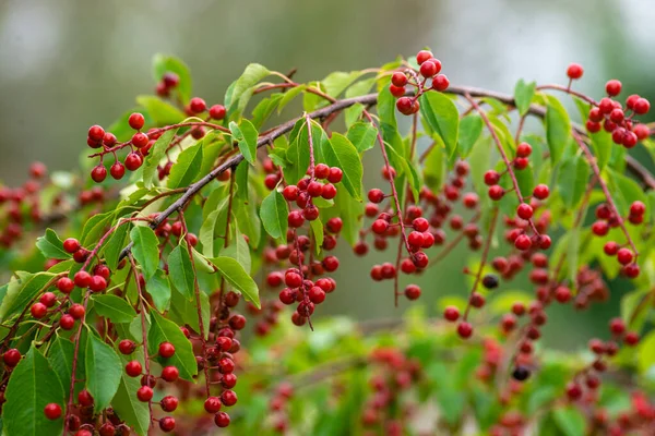 berries red bird-cherry tree Branch of a ripe green leaf bitter black fruit Prunus serotina hagberry, Mayday tree  blurry green background