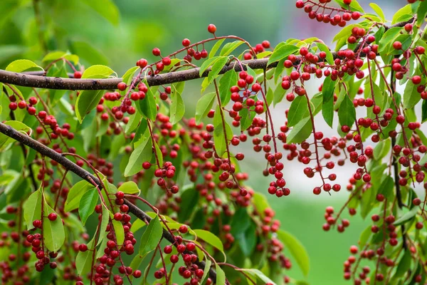 berries red bird-cherry tree Branch of a ripe green leaf bitter black fruit Prunus serotina hagberry, Mayday tree  blurry green background