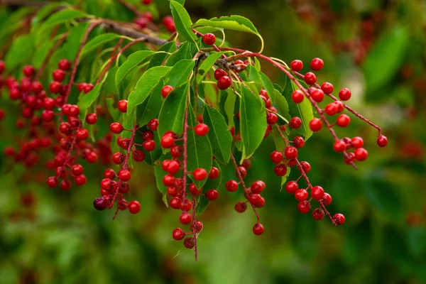 berries red bird-cherry tree Branch of a ripe green leaf bitter black fruit Prunus serotina hagberry, Mayday tree  blurry green background