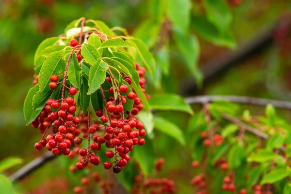 berries red bird-cherry tree Branch of a ripe green leaf bitter black fruit Prunus serotina hagberry, Mayday tree  blurry green background