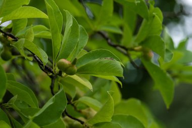 Pink Magnolia kobus fruit on a tree close-up Magnoliaceae deciduous leaf