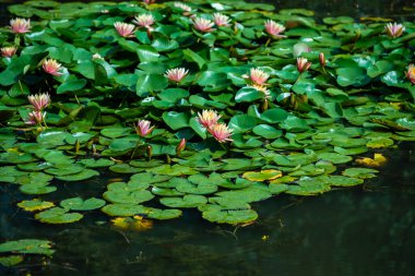 Beautiful pink lotus or water lily flowers blooming on pond summer lake  green leaves blooming lotus  Rain drops water decorative Botanical Garden Moldova