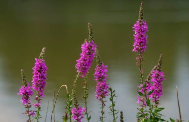 Close up of flowers of Lythrum virgatum 'Dropmore Purple' in summer  lilac pink Wildflowers Moldova. lake background. blur