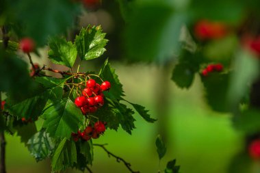 hawthorn branch sorbus torminalis bush with red berries clusters close up elsbeeren aucuparia domestica Branches rowan tbeautiful ree  Mehlbeere Crataegus monogyna