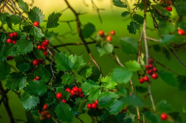 hawthorn branch sorbus torminalis bush with red berries clusters close up elsbeeren aucuparia domestica Branches rowan tbeautiful ree  Mehlbeere Crataegus monogyna
