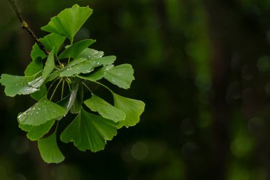 Ginkgo Biloba leaves Water Drops fruit