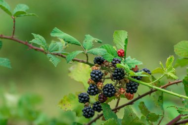Wild Blackberries growing ripening  twig Natural food - fresh garden. Bunch of ripe blackberry fruit - Rubus fruticosus branch with green leaves  farm. Close-up, blurred background. field hand man