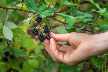 Wild Blackberries growing ripening  twig Natural food - fresh garden. Bunch of ripe blackberry fruit - Rubus fruticosus branch with green leaves  farm. Close-up, blurred background. field hand man