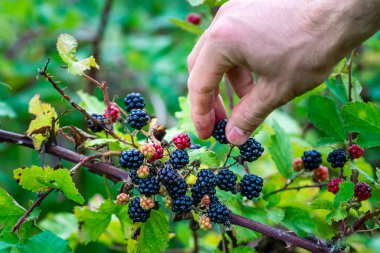 Wild Blackberries growing ripening  twig Natural food - fresh garden. Bunch of ripe blackberry fruit - Rubus fruticosus branch with green leaves  farm. Close-up, blurred background. field hand man