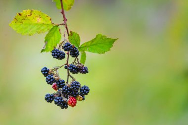 Wild Blackberries growing ripening  twig Natural food - fresh garden. Bunch of ripe blackberry fruit - Rubus fruticosus branch with green leaves  farm. Close-up, blurred background. field hand man