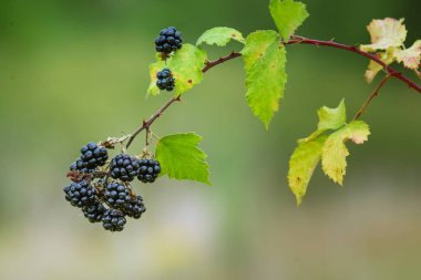 Wild Blackberries growing ripening  twig Natural food - fresh garden. Bunch of ripe blackberry fruit - Rubus fruticosus branch with green leaves  farm. Close-up, blurred background. field hand man