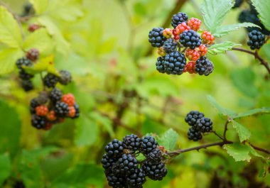 Wild Blackberries growing ripening  twig Natural food - fresh garden. Bunch of ripe blackberry fruit - Rubus fruticosus branch with green leaves  farm. Close-up, blurred background. field hand man
