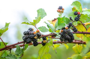 Wild Blackberries growing ripening  twig Natural food - fresh garden. Bunch of ripe blackberry fruit - Rubus fruticosus branch with green leaves  farm. Close-up, blurred background. field hand man