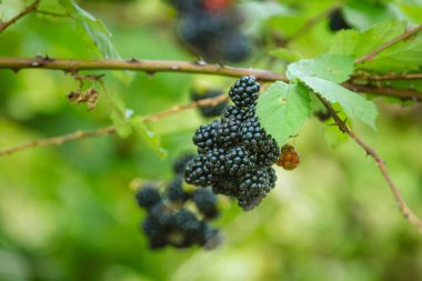 Wild Blackberries growing ripening  twig Natural food - fresh garden. Bunch of ripe blackberry fruit - Rubus fruticosus branch with green leaves  farm. Close-up, blurred background. field hand man