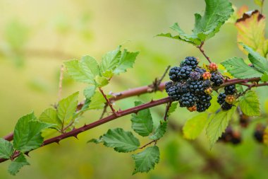 Wild Blackberries growing ripening  twig Natural food - fresh garden. Bunch of ripe blackberry fruit - Rubus fruticosus branch with green leaves  farm. Close-up, blurred background. field hand man