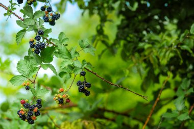 Wild Blackberries growing ripening  twig Natural food - fresh garden. Bunch of ripe blackberry fruit - Rubus fruticosus branch with green leaves  farm. Close-up, blurred background. field hand man