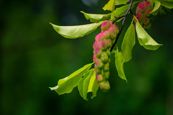 Pink Magnolia Kobus Fruit Tree Close Magnoliaceae Deciduous Leaf — Stock Fotó