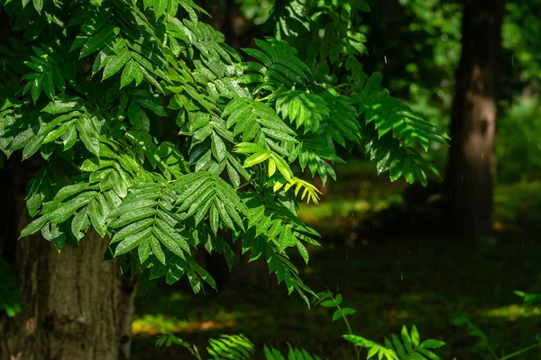 Jcalliandra Surinamensis Benth Leaf Uglans Californica Pterocarya Rhoifolia Fresh Foliage — 스톡 사진
