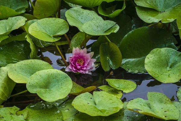 Beautiful pink lotus or water lily flowers blooming on pond summer lake  green leaves blooming lotus  Rain drops water decorative Botanical Garden Moldova