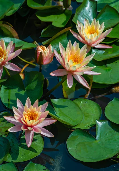 Beautiful pink lotus or water lily flowers blooming on pond summer lake  green leaves blooming lotus  Rain drops water decorative Botanical Garden Moldova