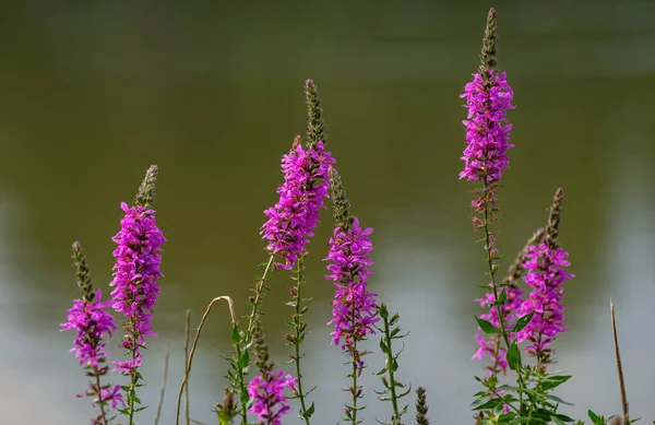 Close up of flowers of Lythrum virgatum 'Dropmore Purple' in summer  lilac pink Wildflowers Moldova. lake background. blur