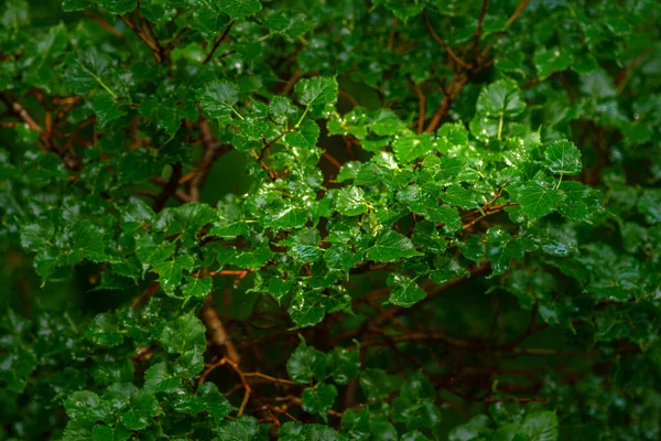 Leaves Antarctic Beech Summer Foliage Deciduous Antartic Beech Tree Nothofagus —  Fotos de Stock