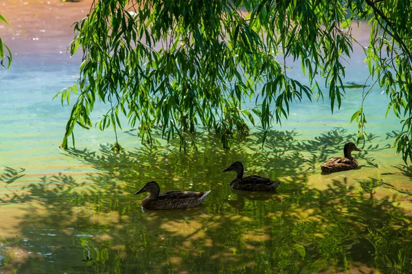 Duck Polluted Water Willow Combustible Dirty Water Environmental Protection — Stockfoto