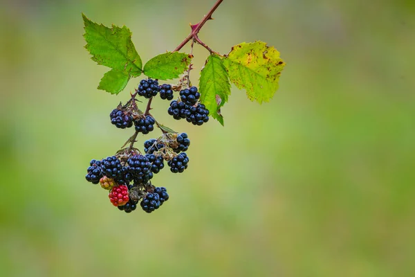 Wild Blackberries Growing Ripening Twig Natural Food Fresh Garden Bunch — Photo