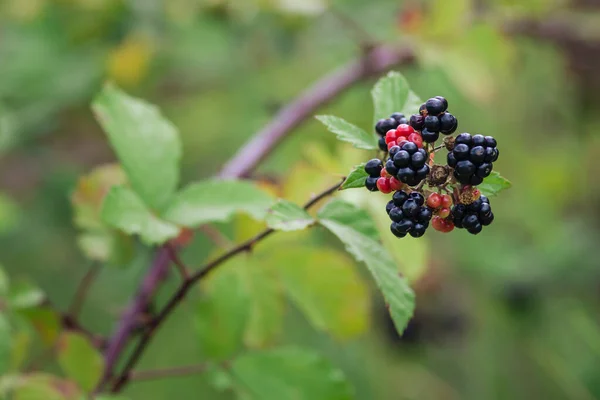 Wild Blackberries Growing Ripening Twig Natural Food Fresh Garden Bunch — Fotografie, imagine de stoc