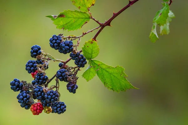 Wild Blackberries Growing Ripening Twig Natural Food Fresh Garden Bunch — Fotografie, imagine de stoc