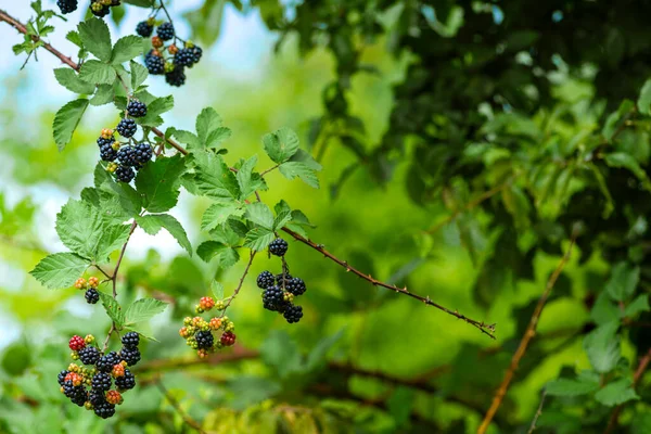 Wild Blackberries Growing Ripening Twig Natural Food Fresh Garden Bunch — Stok fotoğraf