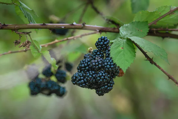 Wild Blackberries Growing Ripening Twig Natural Food Fresh Garden Bunch — Stock Photo, Image