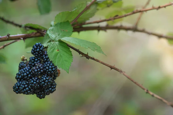 Wild Blackberries Growing Ripening Twig Natural Food Fresh Garden Bunch — Fotografie, imagine de stoc