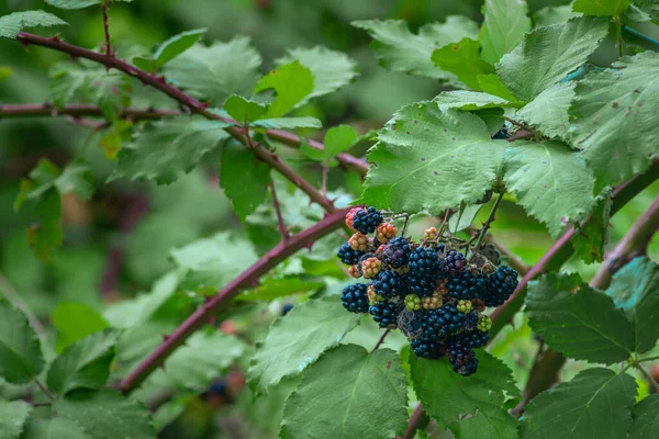 Wild Blackberries Growing Ripening Twig Natural Food Fresh Garden Bunch — Stock Photo, Image