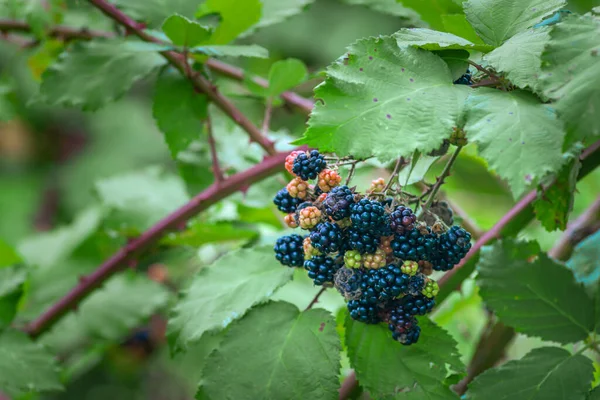 Wild Blackberries Growing Ripening Twig Natural Food Fresh Garden Bunch — Foto de Stock